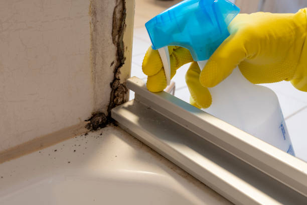 Best Kitchen Mold Remediation in Sweeny, TX